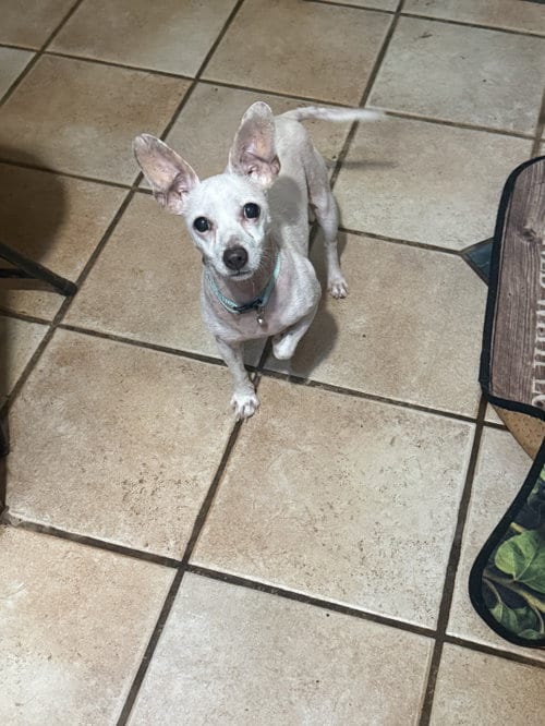 Photo of Edgar, adoptable Chihuahua in Munford, Tennessee