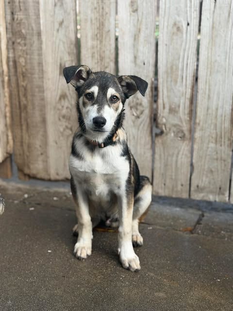 Photo of Neptune, adoptable Husky in Inglewood, California