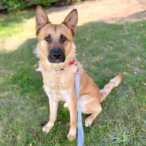 Photo of Tonka, adoptable German Shepherd Dog in Minneapolis, Minnesota