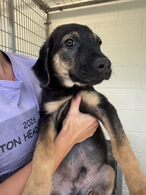Photo of Guss, adoptable Shepherd in Hilton Head, South Carolina