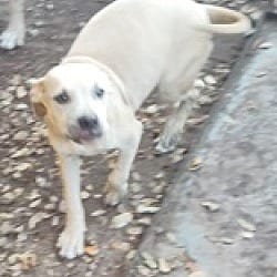 Photo of Ivy, adoptable Staffordshire Bull Terrier in Riverview, Florida