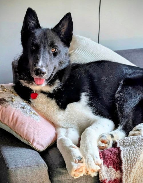 Photo of Zeus, adoptable Siberian Husky in Springdale, Pennsylvania