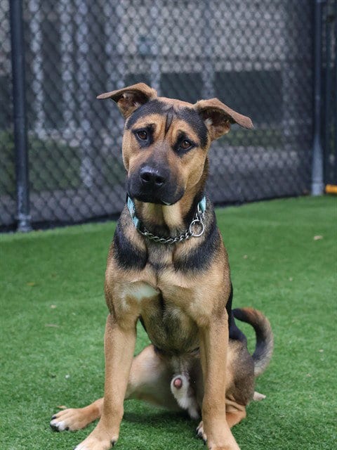 Photo of Bronx, adoptable German Shepherd Dog in Naples, Florida