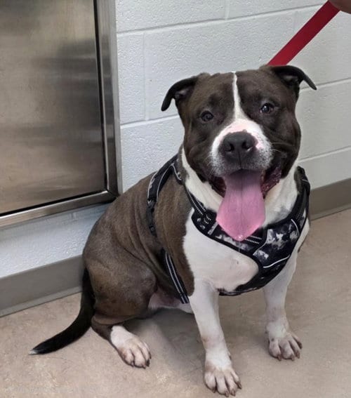 Photo of Cairo, adoptable American Pit Bull Terrier in Derwood, Maryland