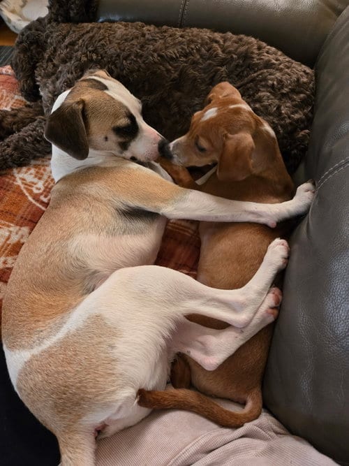 Photo of Otto, adoptable Beagle in Virginia Beach, Virginia