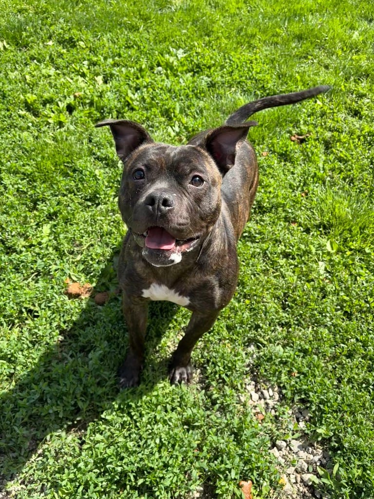 Photo of Forest, adoptable Pit Bull Terrier in Findlay, Ohio