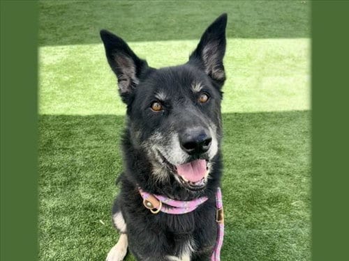 Photo of Diego, adoptable Belgian Shepherd Malinois in San Pedro, California