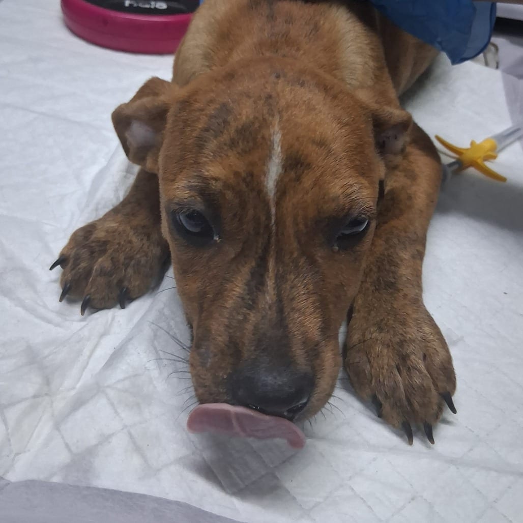 Photo of Mazda, adoptable Mixed Breed (Medium) in Summerville, South Carolina