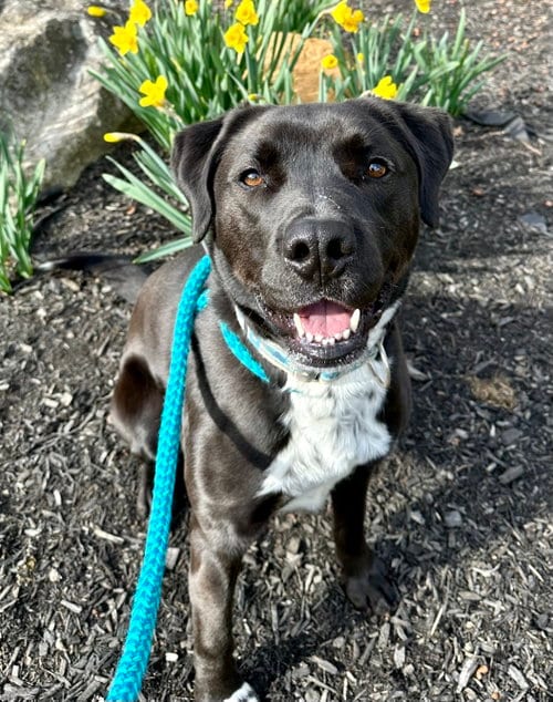 Photo of Rocky, adoptable Brittany in Rockaway, New Jersey