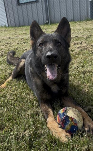 Photo of Dusty, adoptable German Shepherd Dog in Rosenberg, Texas