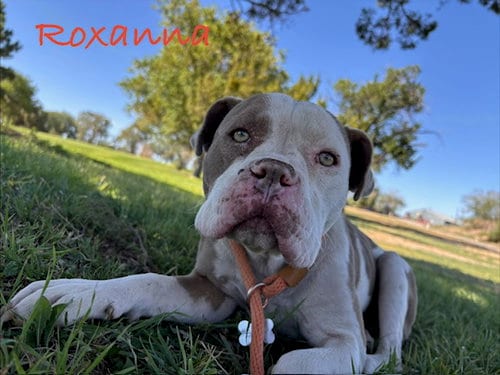 Photo of Roxanna, adoptable American Pit Bull Terrier in Albuquerque, New Mexico
