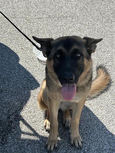 Photo of Senior German Shepherd Dog, adoptable German Shepherd Dog in Houston, Texas
