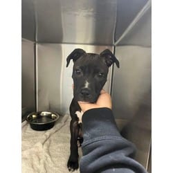 Photo of Molly, adoptable American Pit Bull Terrier in Baton Rouge, Louisiana