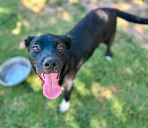 Photo of Celeste, adoptable Australian Shepherd in Riverside, California