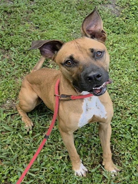 Photo of Elliott, adoptable American Staffordshire Terrier in Fort Lauderdale, Florida