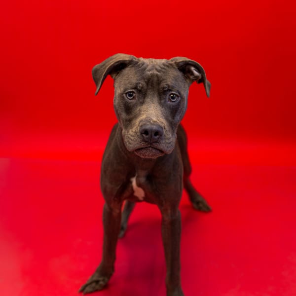 Photo of Maxwell, adoptable Pit Bull cross in Lawrenceville, Georgia