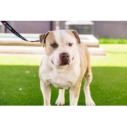 Photo of Oso, adoptable Mixed Breed (Medium) in New Castle, Delaware