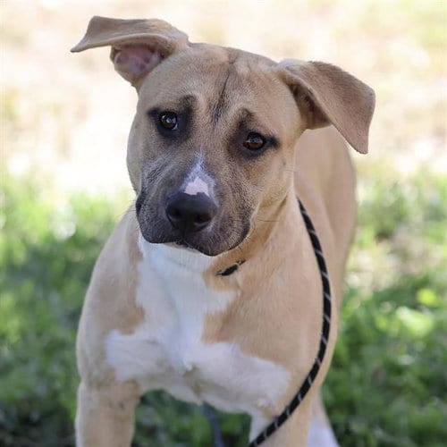 Photo of Rave, adoptable Pit Bull Terrier in Modesto, California