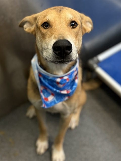 Photo of Darius, adoptable Mixed Breed