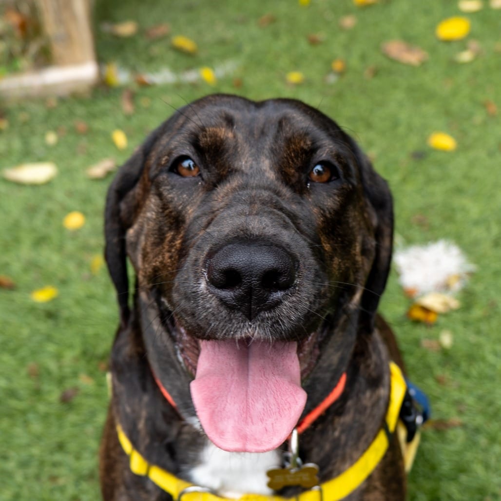 Photo of Marleigh May, adoptable Hound, Plott / Mix in Baltimore, Maryland