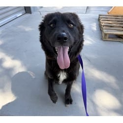 Photo of Kacey, adoptable Australian Shepherd in San Bernardino, California
