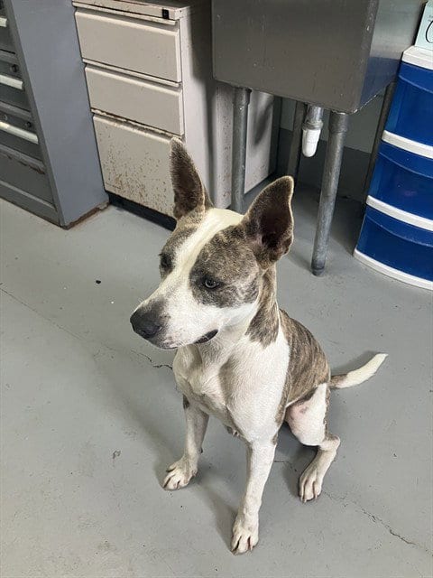 Photo of Blue, adoptable American Pit Bull Terrier in Corpus Christi, Texas