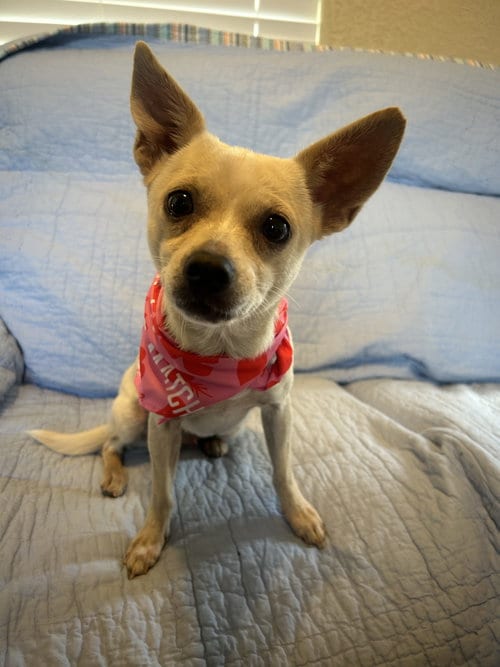 Photo of Sierra, adoptable Chihuahua in Pipe Creek, Texas