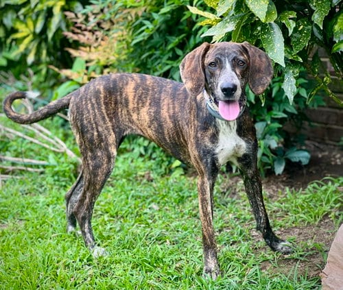 Photo of Sweet Caroline, adoptable Bluetick Coonhound in Franklin, Tennessee