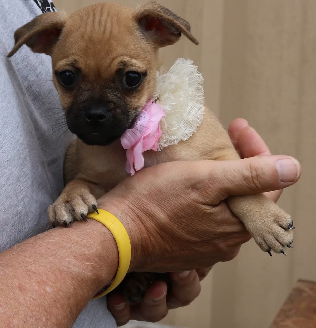 Photo of Kiwi, adoptable Pit Bull Terrier in Rocky Hill, Connecticut