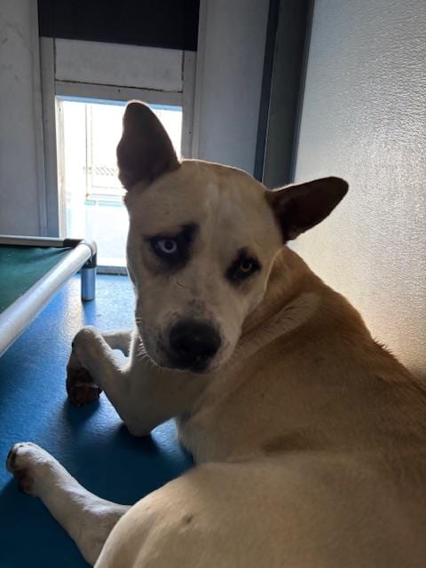 Photo of A171787, adoptable Siberian Husky in Bakersfield, California