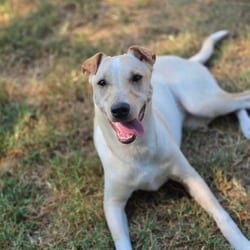 Photo of Nova AL, adoptable Terrier (Unknown Type, Medium) Mixed Breed (Medium) in Hartford, Connecticut