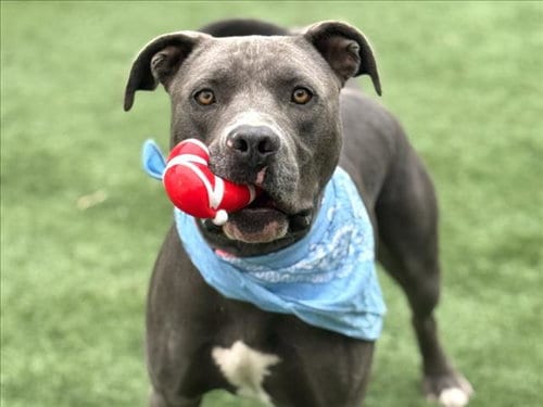Photo of Chapo, adoptable American Pit Bull Terrier in San Pedro, California