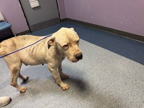 Photo of Drogo, adoptable Dogo Argentino in Miami, Florida