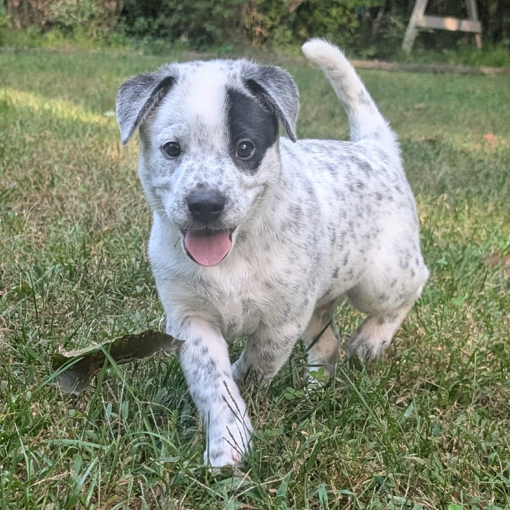 Photo of Macee Pup - Hotspur, adoptable Cattle Dog / Mixed Breed (Medium) in Fairfax Station, Virginia