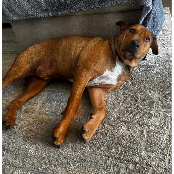 Photo of Bumblebee, adoptable Hound / Mixed Breed (Medium) in Whitestone, New York