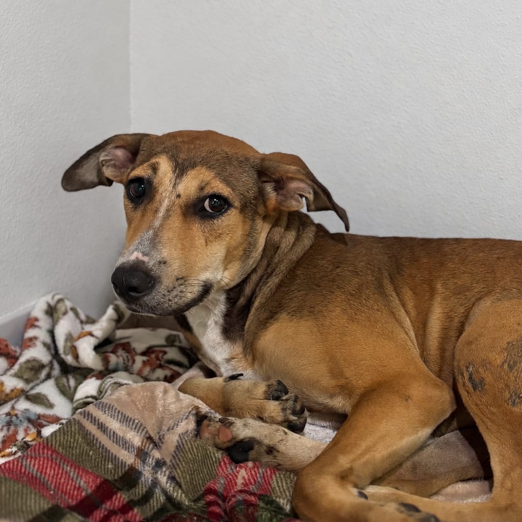 Photo of Bean, adoptable Terrier / Mix in Marshall, Texas