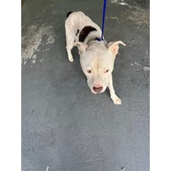 Photo of Hydro, adoptable American Bulldog in Doral, Florida