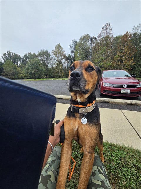 Photo of Rocky, adoptable Rottweiler in Forestville, Maryland