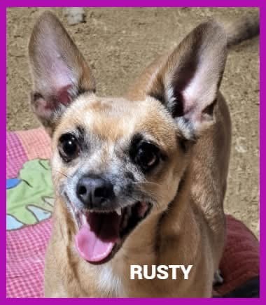Photo of Rusty, adoptable Chihuahua in Granbury, Texas