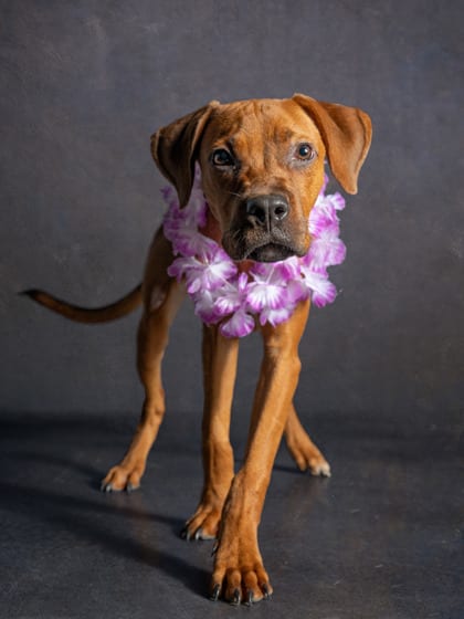 Photo of Charity, adoptable dog in Atlanta, Georgia
