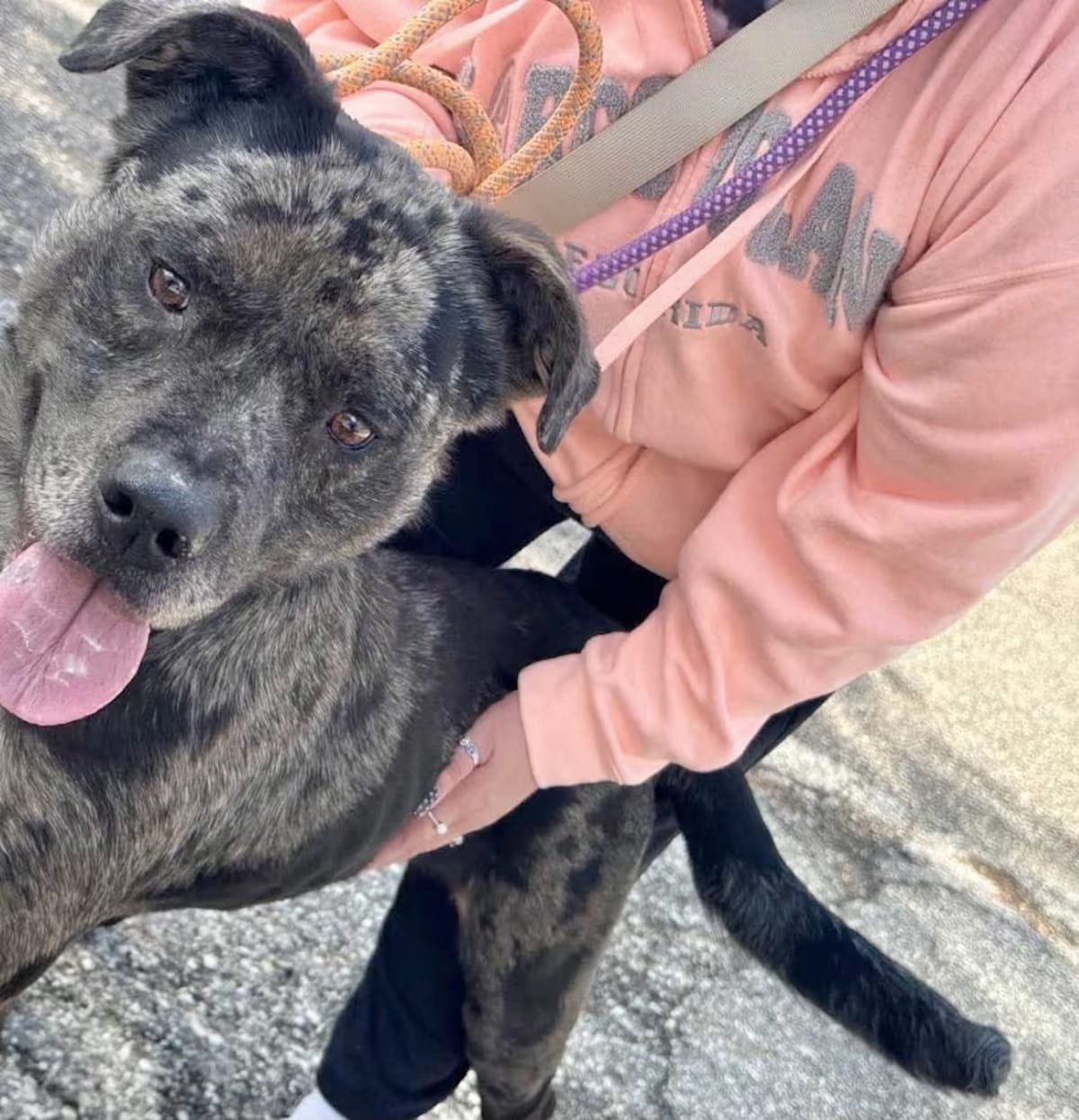 Photo of Pike, adoptable Catahoula Leopard Dog in Hagerstown, Maryland