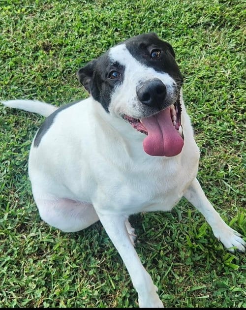 Photo of Maizy, adoptable Border Collie in Lee's Summit, Missouri