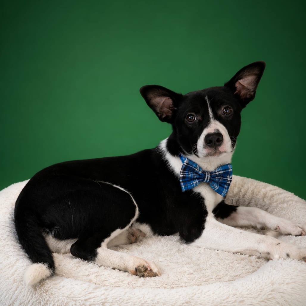 Photo of Roo, adoptable Mixed Breed (Medium) in Binghamton, New York