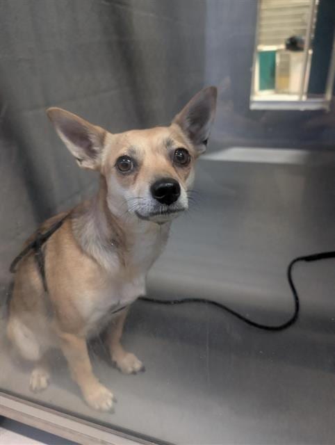 Photo of Sandi, adoptable Chihuahua in Alameda, California