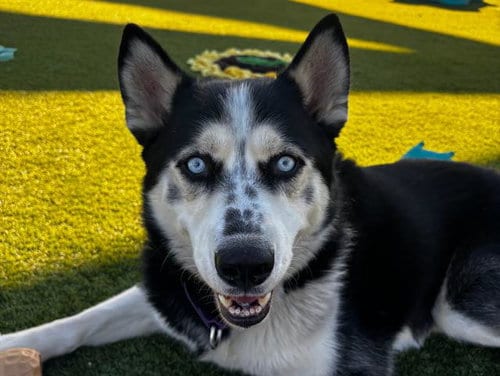 Photo of Ridley, adoptable Siberian Husky in Martinez, California