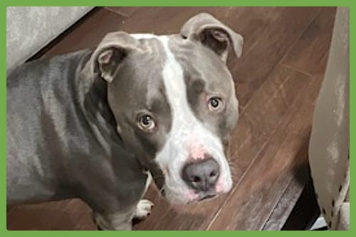 Photo of Bleux, adoptable American Pit Bull Terrier in Amherst, Massachusetts