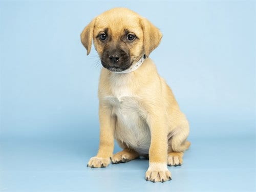 Photo of Topaz, adoptable Labrador Retriever in Phoenix, Arizona