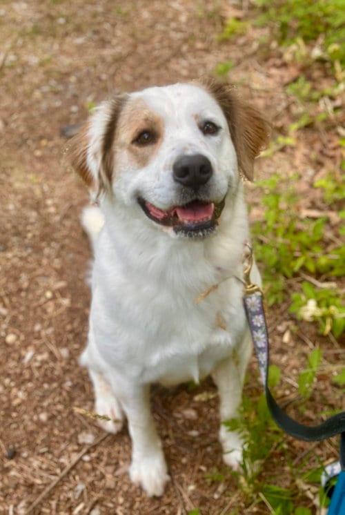 Photo of Duchess, adoptable Australian Cattle Dog/Blue Heeler in Brick, New Jersey