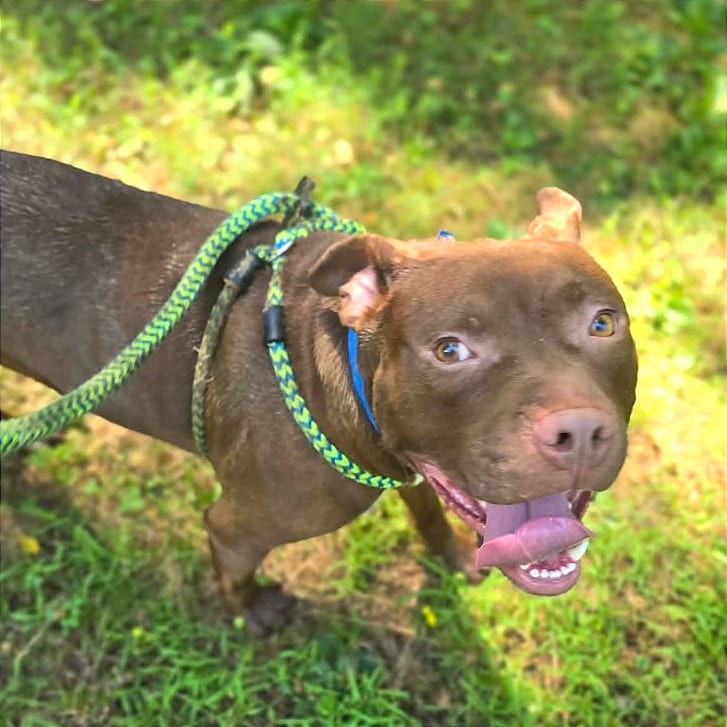 Photo of Bibble, adoptable Mixed Breed (Medium) in Chattanooga, Tennessee