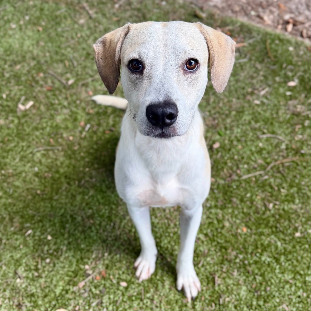 Photo of Bo 🐾, adoptable Mixed Breed (Medium) in Milton, Florida